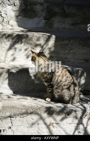 Katze auf Schritte im freien Stockfoto