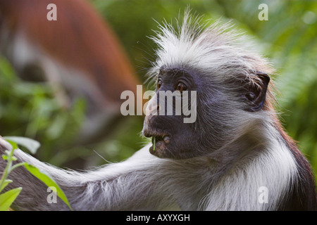 Zanzibar Rote Stummelaffen Essen verlässt Jozani Forest Sansibar Stockfoto