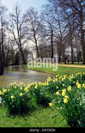 Narzissen durch den Fluss Cherwell in Wiese Christ Church, Oxford, England Stockfoto