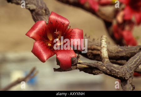 Bombax, Bombax Ceiba ist eine Gattung von drei bis acht Arten von Bäumen. Stockfoto