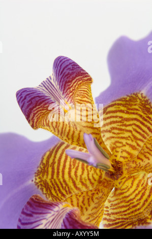 zu Fuß Iris Blume Nahaufnahme auf weißem Hintergrund (Neomarica Caerulea, Iridaceae) Stockfoto