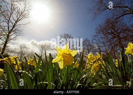 Narzissen auf Wiese Christ Church, Oxford, England Stockfoto