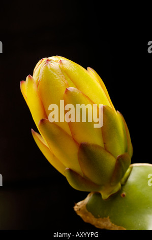 Nacht – Blooming Cereus Knospe auf schwarzem Hintergrund (Hylocereus Art, Cactaceae) Stockfoto