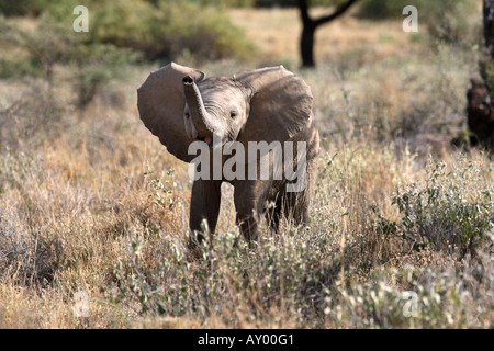 Afrikanischer Elefant (Loxodonta Africana), Kalb, bedrohlich, Kenya, Samburu Np Stockfoto