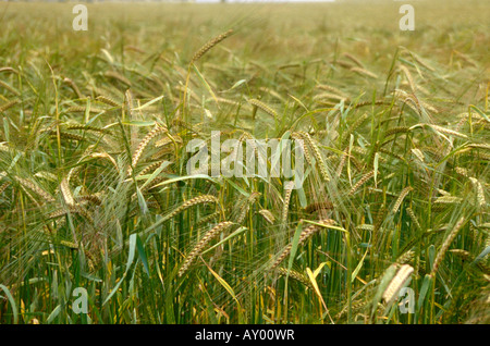 Reife Weizenfelder, Staffordshire, UK Stockfoto