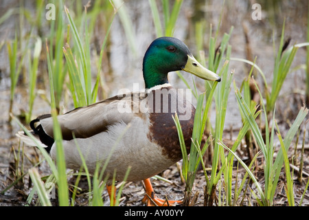 Mallard Duck Drake (Anas platyrhynchos) steht im Frühjahr im Bett Stockfoto