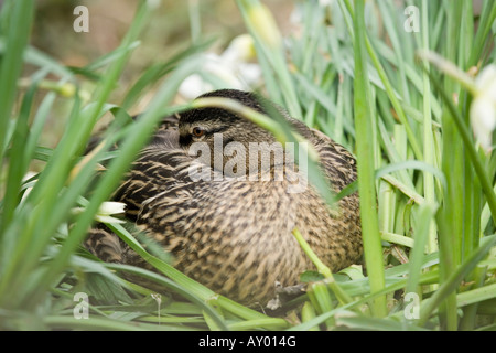 Weibliche Mallard-Ente (Anas platyrhynchos), die im frühen Frühling unter Narzissen schlief. Stockfoto