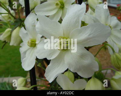 Clematis Cartmanii Lawine Immergrün Stockfoto