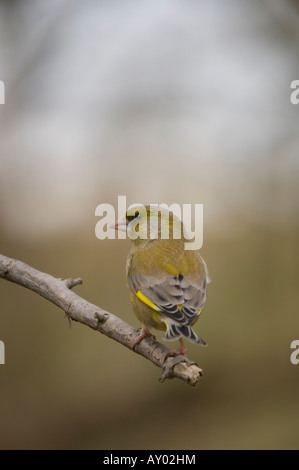 Am Zweig - Zuchtjahr Chloris Grünfink Stockfoto