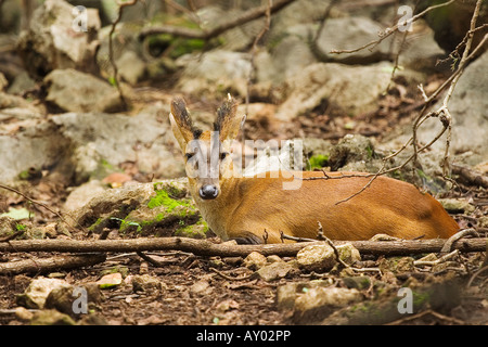 Antlered Hirsch Cervus Eldii braun Stockfoto