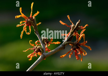 Orange farbigen Blumen auf Zaubernuss Hamamelis x intermedia Aphrodite Stockfoto