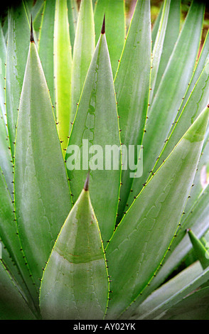 Aloe Vera Pflanze Detail. Sukkulente Arten, deren Extrakte fr kosmetische  oder medizinische Zwecke verwendet werden Stockfotografie - Alamy