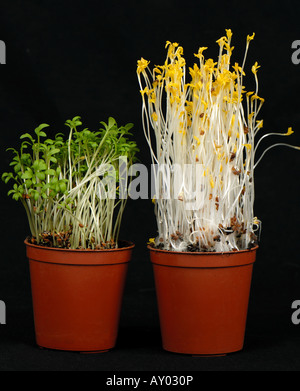 Kresse Sämlinge angebaut in normales Licht im Vergleich zu Sämlinge gekeimt ohne Licht links Stockfoto