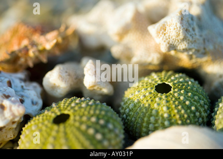 Sardinien Italien Muscheln und Seeigel Stockfoto