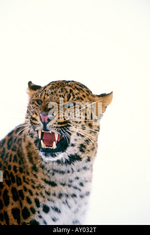 Gefleckter Amur-Leopard Zischen im winter Stockfoto