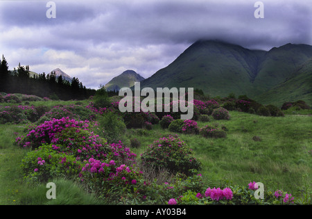 Buachaille Etive Mor und Etive Beag aus Glen Etive Schottland, Vereinigtes Königreich Stockfoto