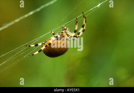 4-Fleck Orb Spinne Araneus Quadratus Erwachsenen Web, Potteric Carr NR, Doncaster, South Yorkshire, England Stockfoto