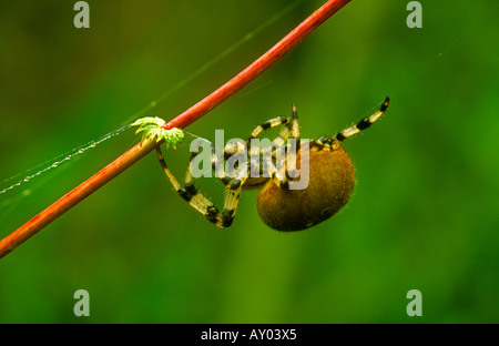 4-Fleck Orb Spinne Araneus Quadratus Erwachsenen Web mit roten stammten Pflanze, Potteric Carr NR, Doncaster, South Yorkshire, England Stockfoto