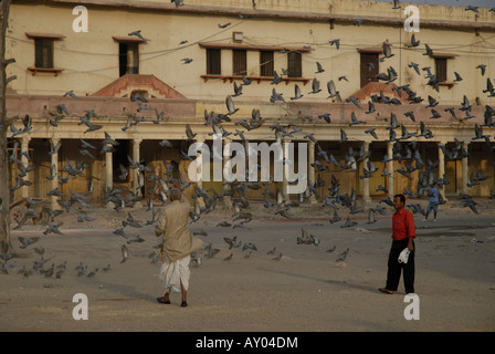 Herde von wilden Tauben, die von zwei Personen auf Mais und Getreide in der Pink Palace Jaipur Rajasthan Indien gefüttert Stockfoto