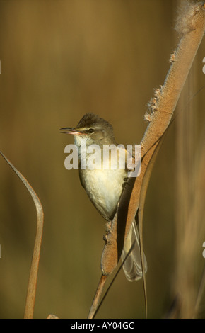 Große Reed Warbler Acrocephalus Arundinaceus Gesang männlich, Miguel Estaban Lagunen, La Mancha, Spanien Stockfoto