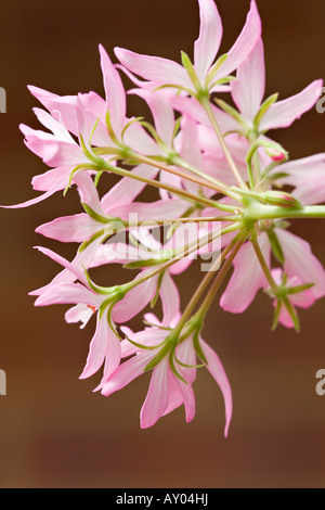 Blassrosa Pelargonium blüht von der Unterseite aus. März, Frühling Stockfoto