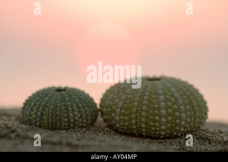 Sardinien-Seeigel-Muscheln am Strand bei Sonnenaufgang Stockfoto