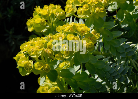 Blühende Wolfsmilch Euphorbia Myrsinites Rock Zierpflanze Stockfoto