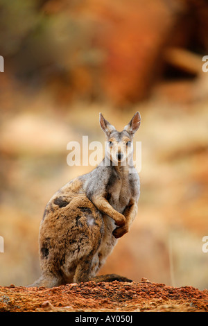 Black Footed Rock Wallaby in der Nähe von Alice Springs Stockfoto