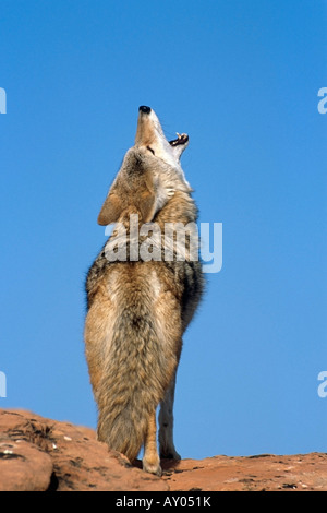 Kojoten heulen im südlichen Utah USA Stockfoto