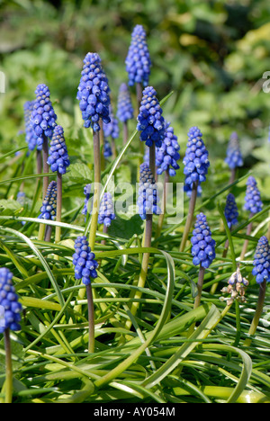 Trauben Hyazinthe Muscari Armeniacum blühende Gartenpflanzen Stockfoto