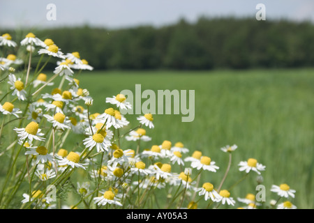 Deutsch Kamille Bayern Deutschland Europa Chamomilla Recutita Matricaria Stockfoto