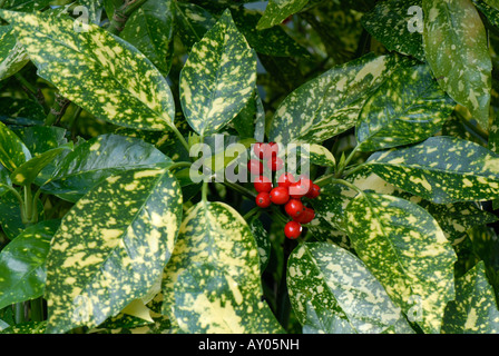 Rote Beeren auf gefleckte Lorbeer Aucuba Japonica Variegata einen Garten Strauch Stockfoto