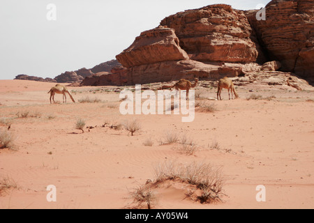 Kamel Familie in der Wüste Wadi Rum, Jordanien, Naher Osten Stockfoto