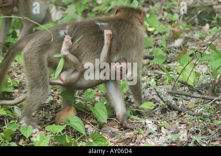 MOTORHAUBE AFFE TRUG SEIN KIND BEI SANJAY GANDHI NATIONALPARK MUMBAI MAHARASHTRA INDIA Stockfoto