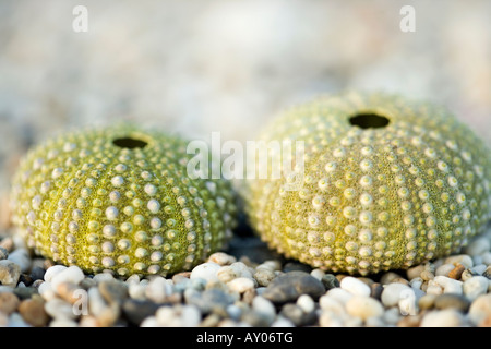 Sardinien Italien Muscheln und Seeigel Stockfoto