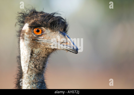 Porträt von einem Emu Stockfoto