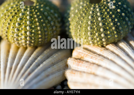 Sardinien Italien Muscheln und Seeigel Stockfoto