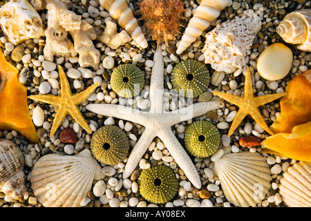 Sardinien Italien Muscheln und Seesterne Stockfoto