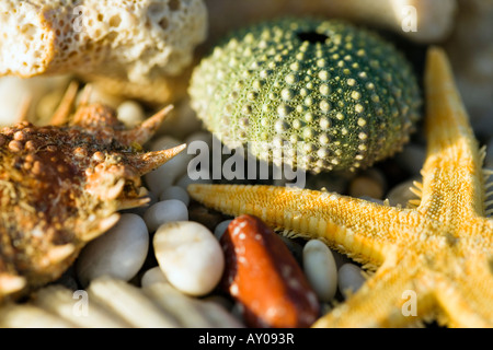 Sardinien Italien Muscheln und Seesterne Stockfoto