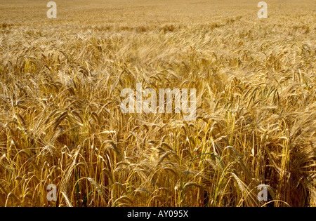 Goldene Weizenfelder, Staffordshire, UK Stockfoto