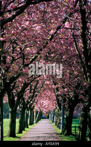 Kirschbäume in voller Blüte gesäumter Weg Stockfoto