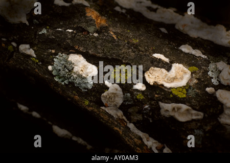 Flechten und Pilze wachsen auf einem Toten Ast Stockfoto