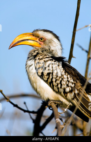 [Southern Yellowbilled Hornbill] Vogel hornbill Stockfoto