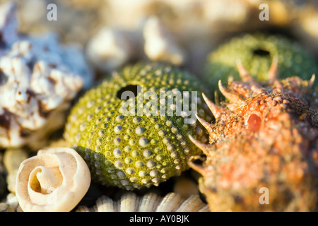 Sardinien Italien Muscheln und Seeigel Stockfoto