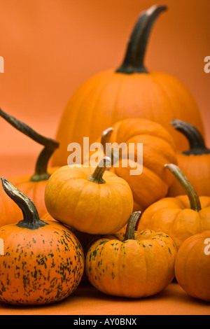 Fröhliches Halloween mit orangefarbenen Kürbissen und verschiedenen Arten von oben oben Niemand Hintergrund vertikal in den USA Hi-res Stockfoto