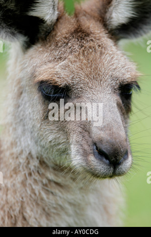 Porträt von einem Red Necked Wallaby hautnah Stockfoto