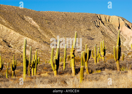 Cardones Kakteen (Trichocereus nomenklatorisches) in die Calchaqui Täler, Provinz Salta, Argentinien, Südamerika Stockfoto