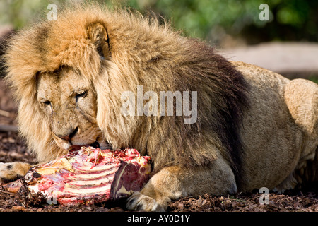 Essenszeit für den männlichen Löwen Stockfoto