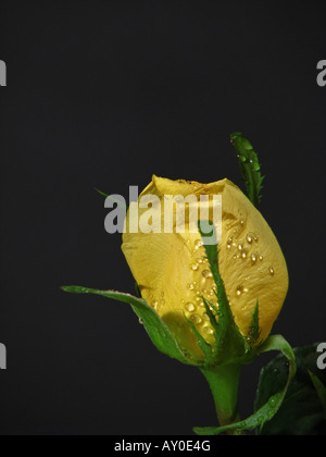 Gelbe Rose mit Tropfen Wasser eine Knospe wunderschöner Blume auf schwarzem Hintergrund niemand keine vertikale Nahaufnahme vertikale Tapete Hi-res Stockfoto