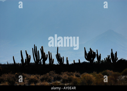 Cardones Kakteen (Trichocereus nomenklatorisches) in die Calchaqui Täler, Provinz Salta, Argentinien, Südamerika Stockfoto